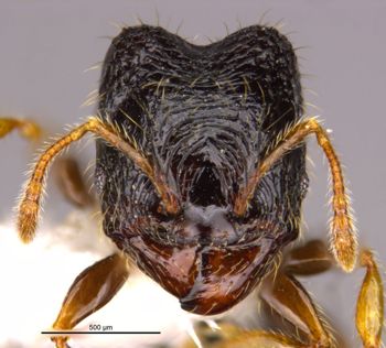 Media type: image;   Entomology 36171 Aspect: head frontal view